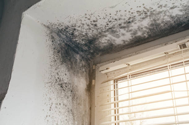 Mold Removal service in Bensenville